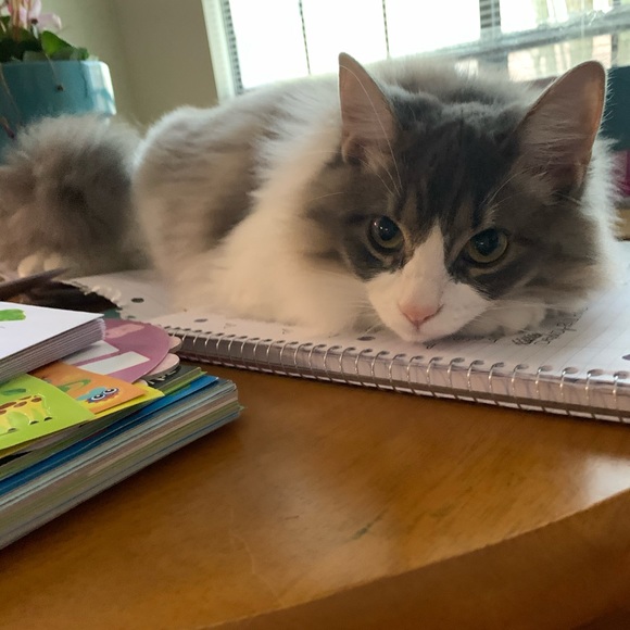 Meet your Posher, Cassie - Picture 13 of 15